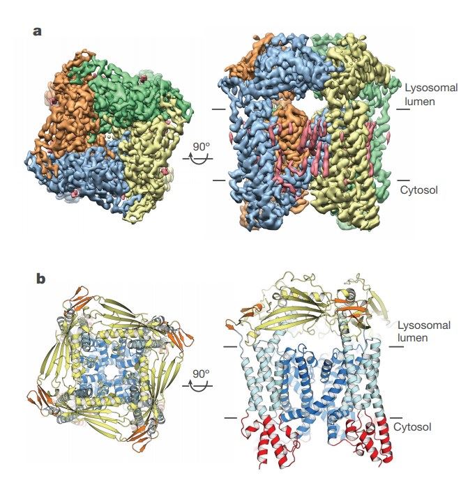 Overall topology of the TRPML3 channel.
