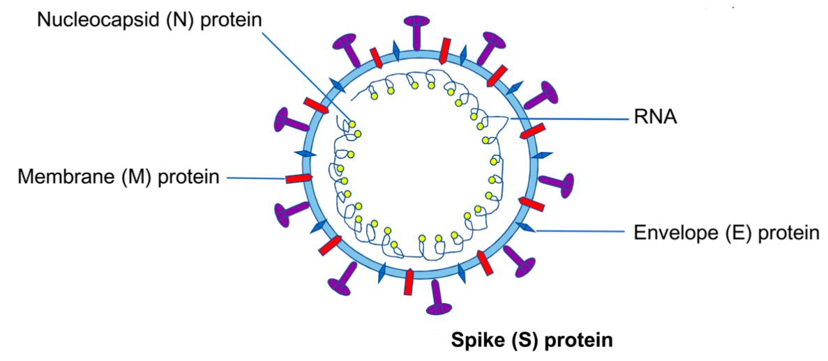 Schematic structure of MERS and structural proteins.