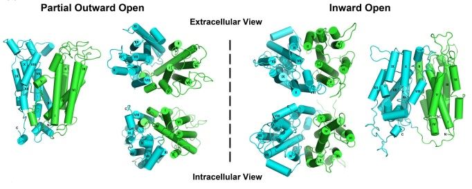 The overall structure of the MFSD2A.