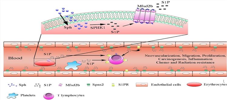 Plasma S1P is mainly contributed by three major cell types: red blood cells, platelets, and endothelial cells.