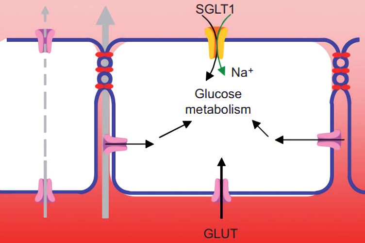 In the distal lung epithelium, glucose uptake across the apical membrane is through sodium-coupled glucose transporter SGLT1 and the basolateral membrane through GLUTs. 