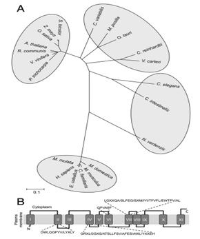 Analysis of the MOT2 protein.