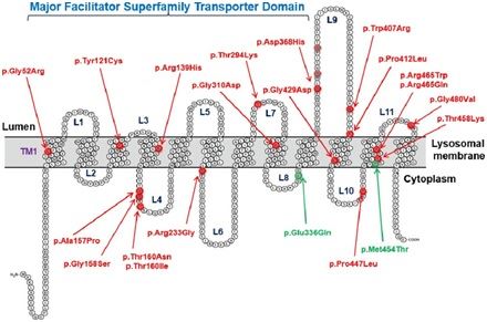 The topological prediction plot of MFSD8 shows the location of the pathogenic missense mutation.