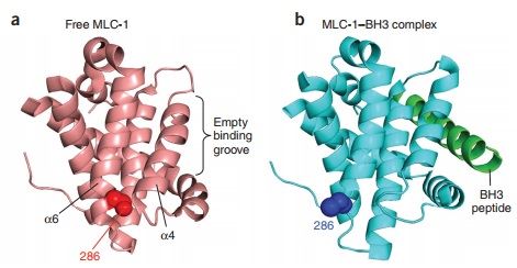 Interactions between MCL-1 and BH3. (a) NMR structure of unbound MCL-1171-327. (b) X-ray structure of MCL-1172-327 in complex with a BH3 helical peptide (green).