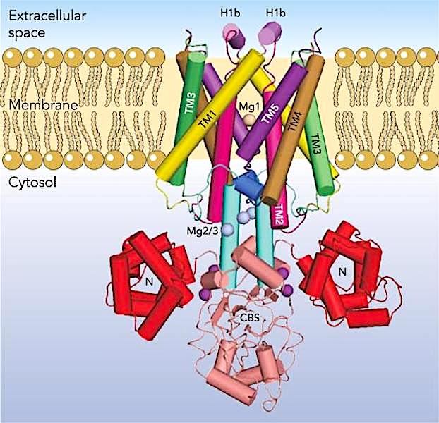 MMGT1 Membrane Protein Introduction