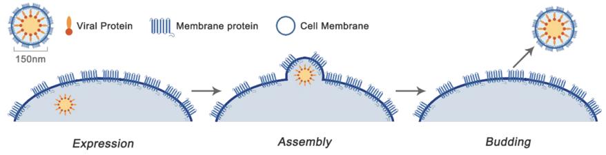 Membrane Protein VLPs (MP-VLPs). (Creative Biolabs)