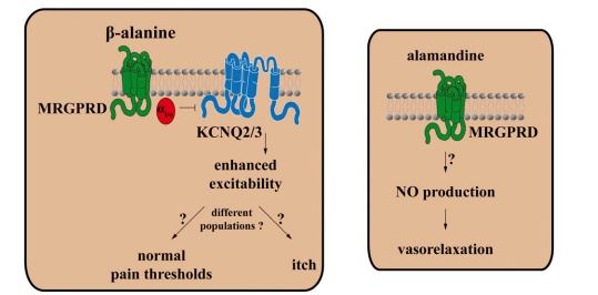 Schematic shows physiologic effects for MRGPRD in primary sensory DRG/ trigeminal ganglia (TG) neurons and blood vessels.