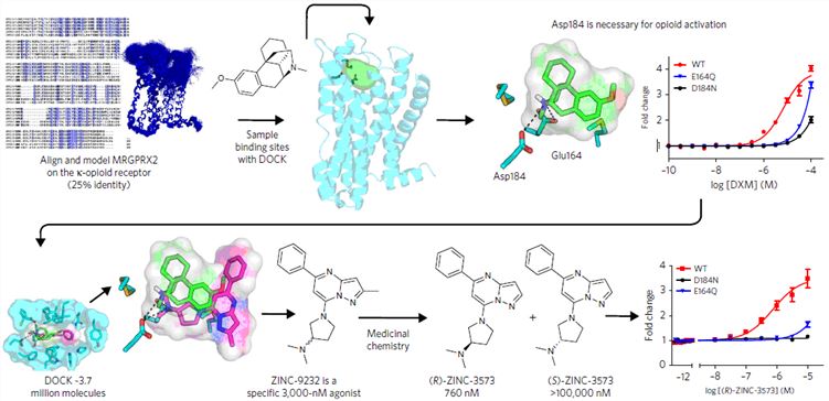 In silico MRGPRX2 homology modeling predicts a selective agonist.