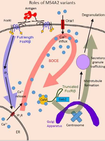 MS4A2 Membrane Protein Introduction