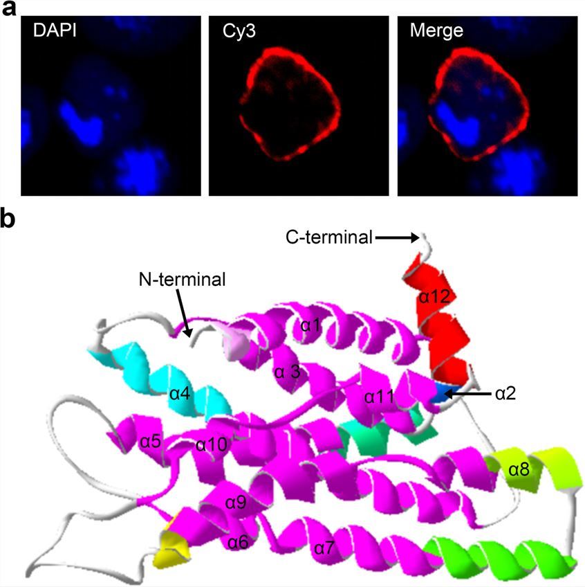 Subcellular localization analysis and the putative tertiary structure of AccMTNR1A from <em>Apis cerana cerana</em>.