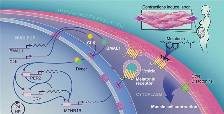The regulation of uterine contractions mediated through the circadian clock and hMNTR1B.