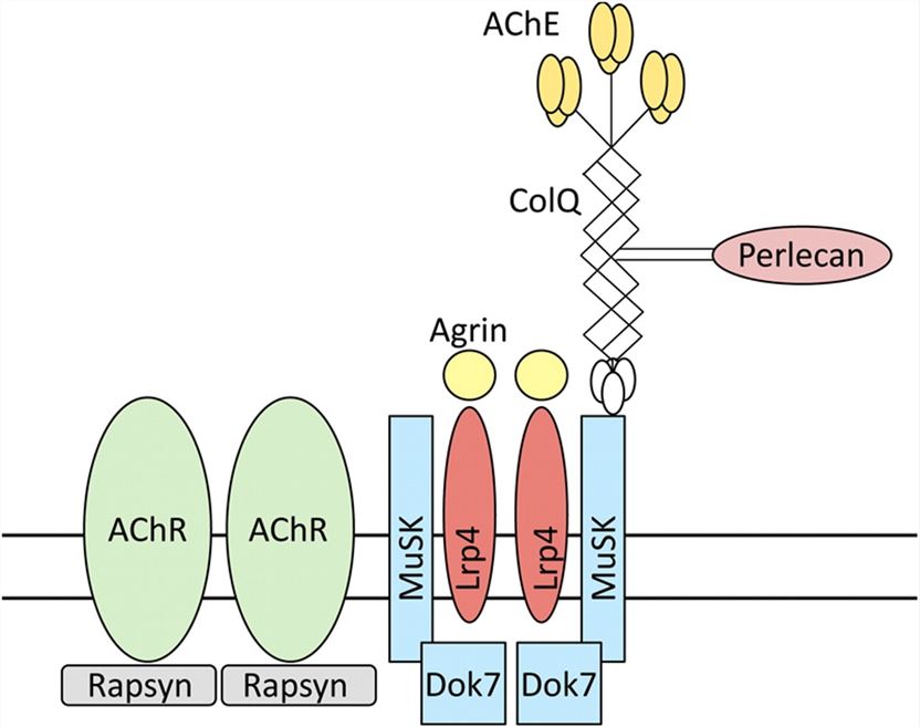In the postsynaptic membrane, muscle-specific tyrosine kinase (MuSK) is related to low-density lipoprotein receptor-associated protein 4 (Lrp4). MuSK activation by agrin-Lrp4 binding triggers a signaling pathway that includes Dok7 recruitment, resulting in AChR clustering. Acetylcholinesterase (AChE) binds to perlecan and MuSK via its collagen Q (ColQ) tail.