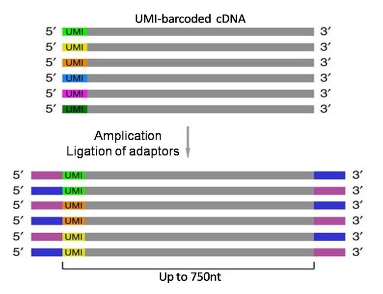 UMI-barcoded cDNA and ligation of adaptors