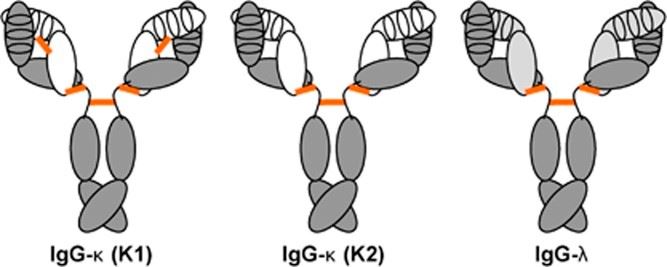 Schematic drawing of natural rabbit antibodies in IgG format