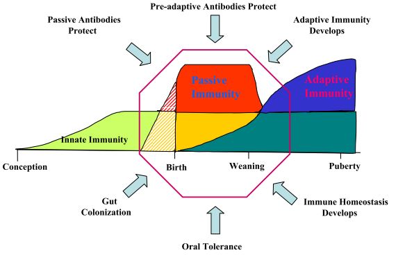 The critical window of immunological development. The factor affecting events in the “window” are indicated. There are a number of cases of superimposing events; e.g., Passive immunity (red) superimposed on innate immunity (green) produces yellow. The “lined section” prepartum applies only to species, e.g., mice and humans, in which passive immunity also takes place in utero. In Ungulates like swine, there is no transfer of passive antibodies in utero