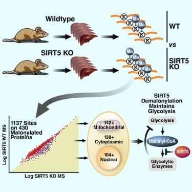 Using affinity enrichment and label-free quantitative proteomics, they characterized the SIRT5-regulated lysine malonylome in wild-type (WT) and Sirt5-/- mice. 1,137 malonyllysine sites were identified across 430 proteins, with 183 sites (from 120 proteins) significantly increased in Sirt5-/- animals.