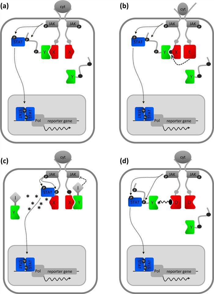 Mammalian Protein-Protein Interaction Trap (MAPPIT) Service