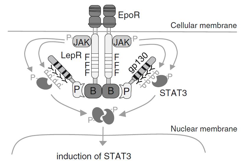 Mammalian Protein-Protein Interaction Trap (MAPPIT) Service