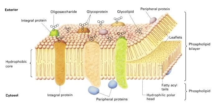Membrane Protein Platform