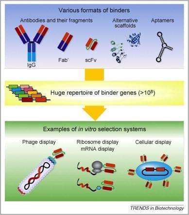 Membrane Protein Purification Using Synthetic Antigen Binders