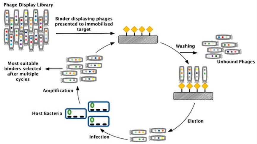 Phage display for selecting synthetic antigen binderss