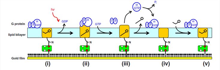 Figure 1. Immobilized rhodopsin for monitoring G protein activation.