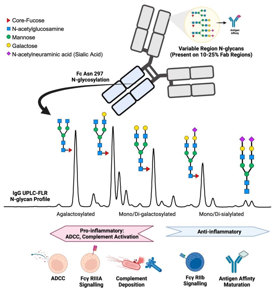 Fig.1 IgG N-glycans on Fab and Fc region with related immunologic functions. (Haslund-Gourley, Brian & Mary, 2023)
