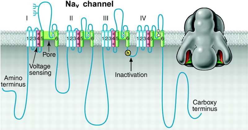 NALCN Membrane Protein Introduction