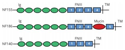 NF155, NF186 and NF140 are isoforms of neurofascin, which share a common extracellular domain (immunoglobulin [Ig], fibronectin [FN], transmembrane [TM] and mucin) as shown. (Burnor, 2018)