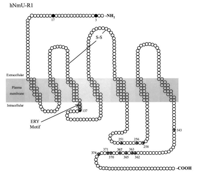 Structure of human NMUR1.
