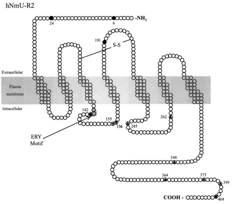 Structure of NMUR2 membrane protein.