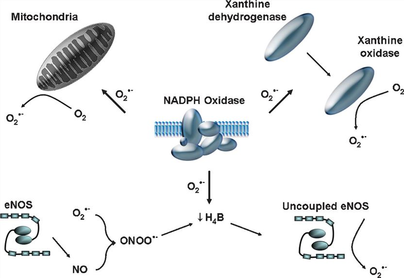 Interplay between NADPH oxidase and other sources of ROS.