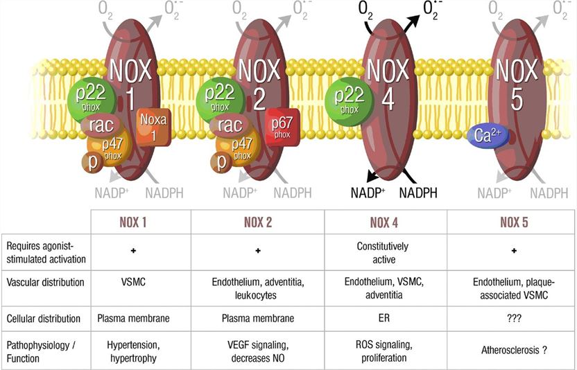 Structure of Vascular NADPH oxidases.