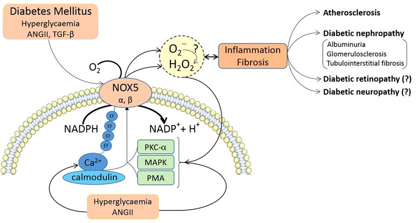 The role of NADPH oxidase NOX5 in vascular disease.