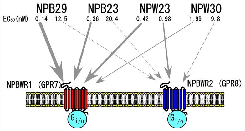 Structure of NPB/W and their receptors.
