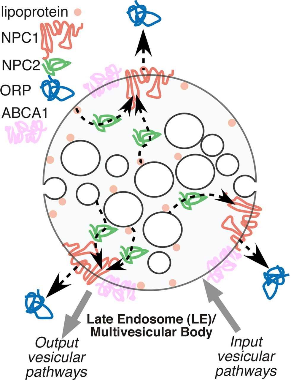 NPC1 Membrane Protein Introduction