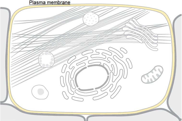 Subcellular location of NPFFR1.
