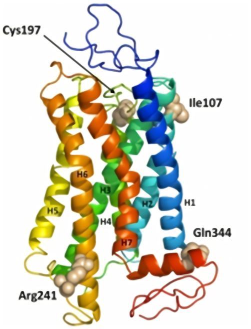Molecular model of NPSR1.