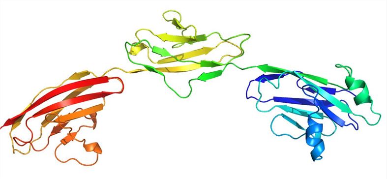 Predicted structure of NPTN in the repository of SWISS-MODEL.