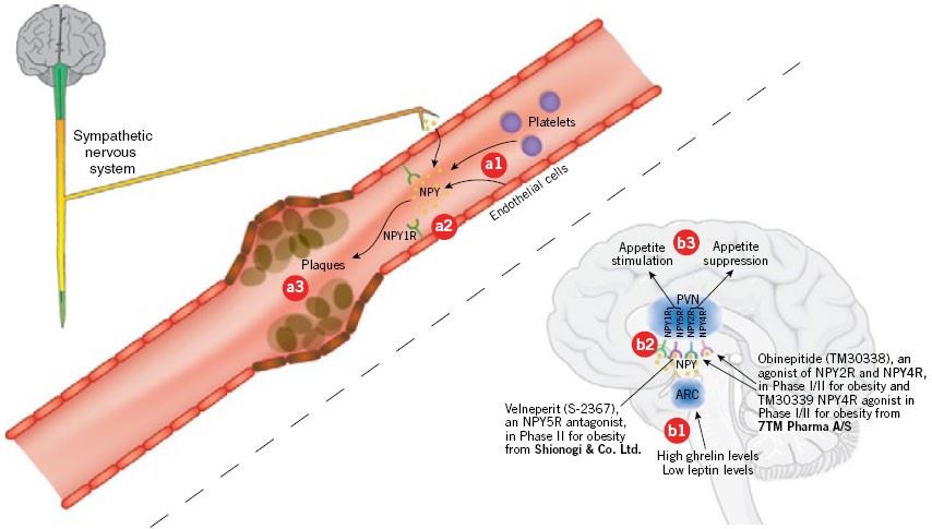 Neuropeptide Y in atherosclerosis and obesity.