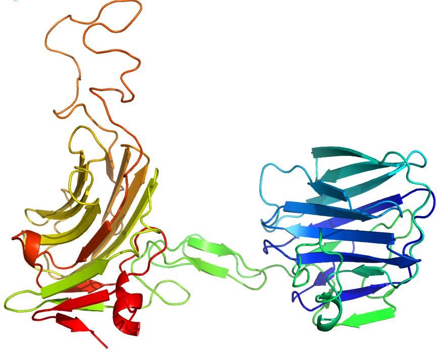 Predicted structure of NRXN2.