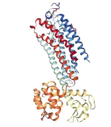 Structure of Neurotensin receptor.