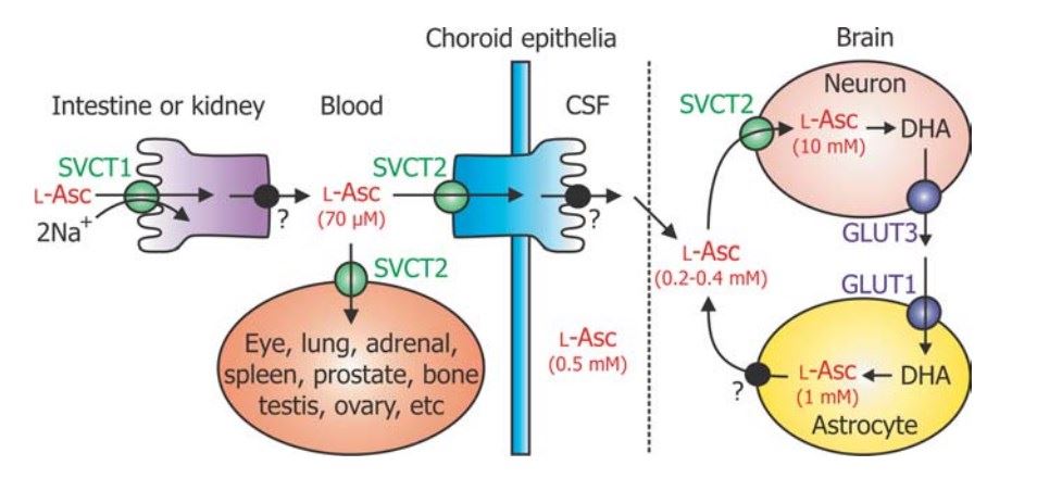 Mechanisms of vitamin C transport. L-Ascorbic acid (L-Asc) enters cells via the Na+-coupled transporters SVCT1 and SVCT2 (for clarity Na+ is omitted for SVCT2 in the diagram).
