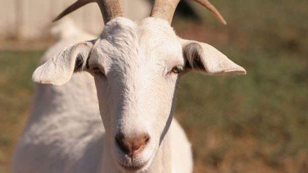 Native™ Goat Anti-Membrane Protein Antibody Discovery
