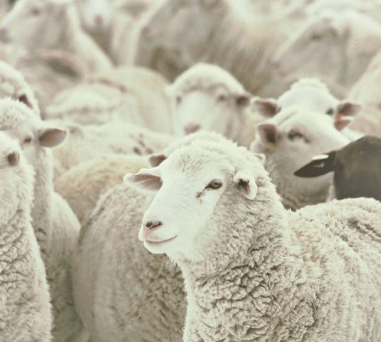 Native™ Sheep Anti-Membrane Protein Antibody Discovery