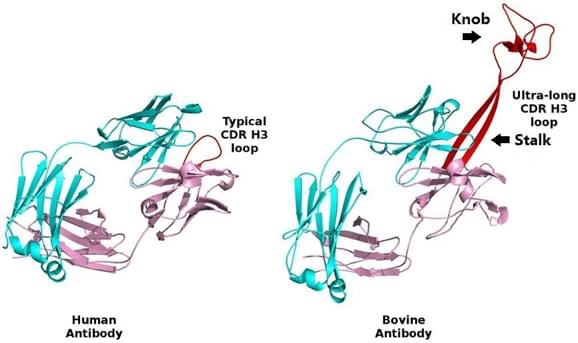 Fig. 1 Comparison between Human antibody and bovine antibody. 