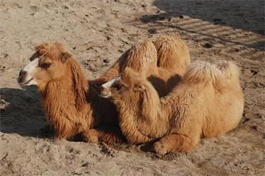 Fig.1 Example of chemically linked Fabs Native™ Camel Antibody Discovery Service.