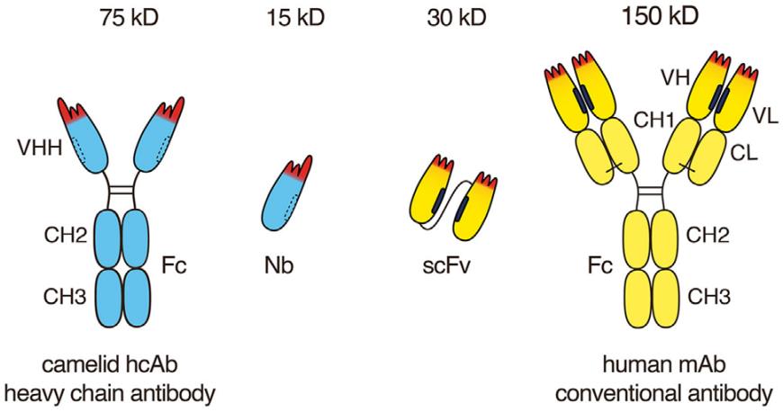 Fig.1 Graphical representation of Camelid heavy-chain and Human conventional antibodies.