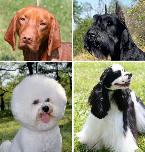 Fig.1 The coat variation of the dog.