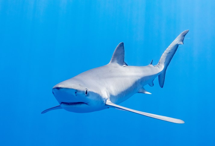 Fig.1 Blue shark.